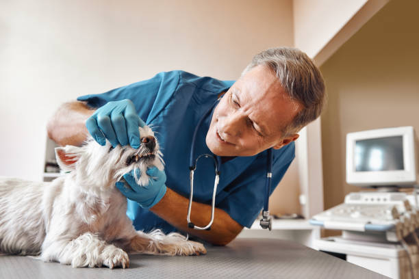 Best Emergency Dentist for Special Needs Patients in North Alamo, TX
